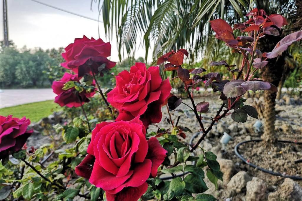 יאליסוס Fiore Di Rodi - Private Pool, Jacuzzi And Barbecue מראה חיצוני תמונה